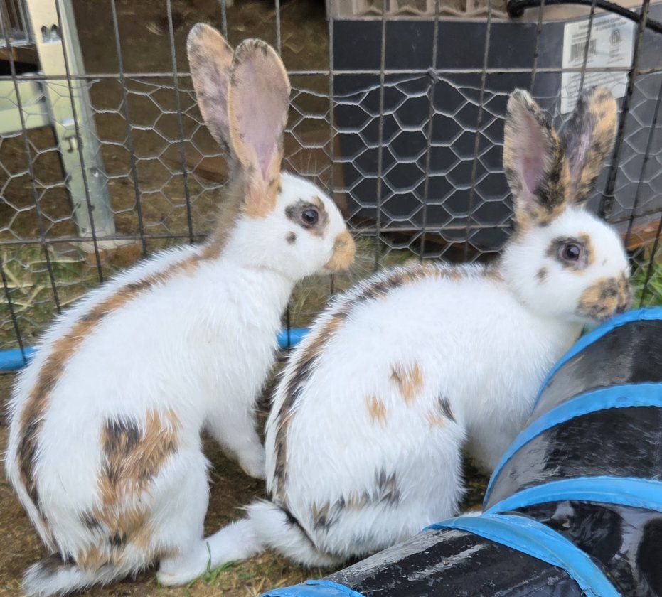 Show Rhinelander Bunny Rabbits