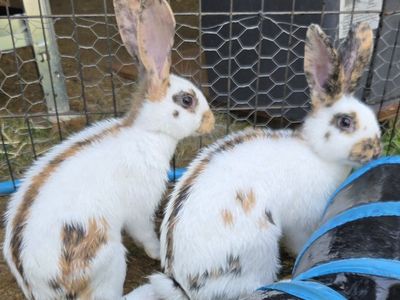 Show Rhinelander Bunny Rabbits