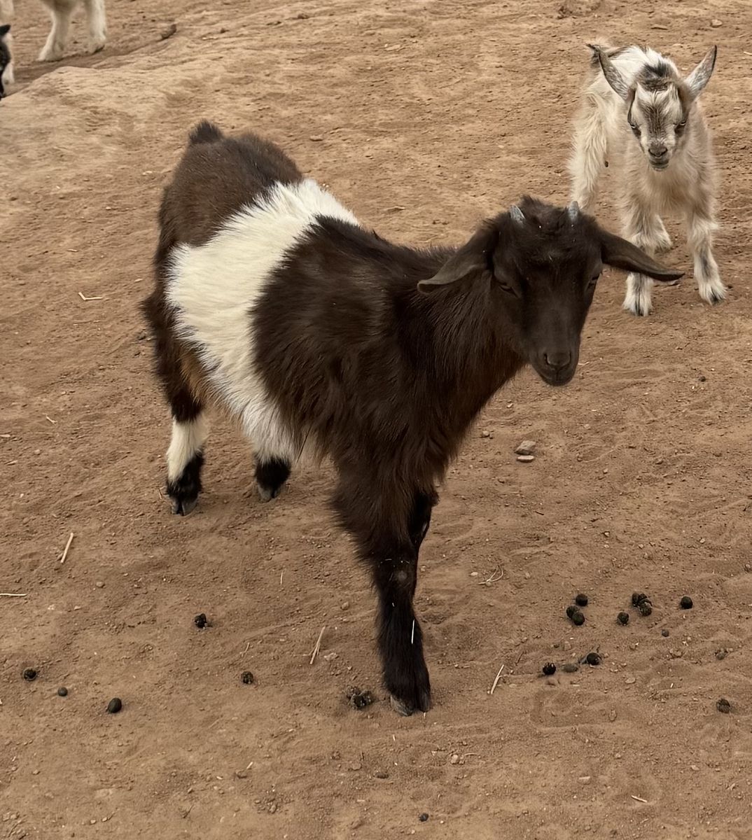 Doeling Ready To Go! ND x Silky Fainter