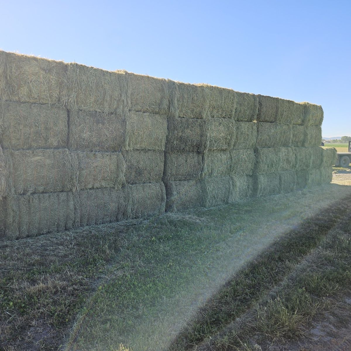 Premium Horse Quality Alfalfa 3x4 bales