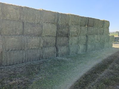 Premium Horse Quality Alfalfa 3x4 bales