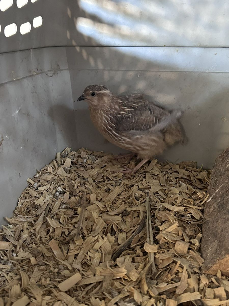 Male Button Quail