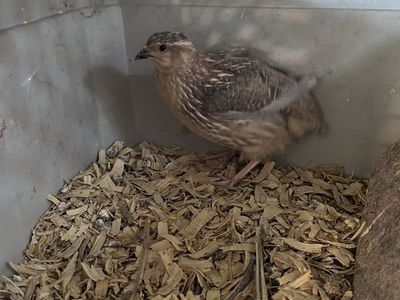 Male Button Quail