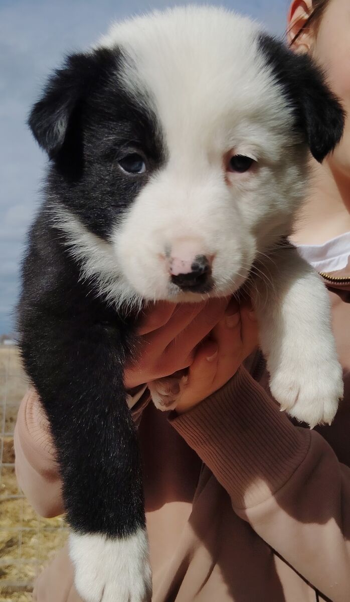Border Collie Puppies