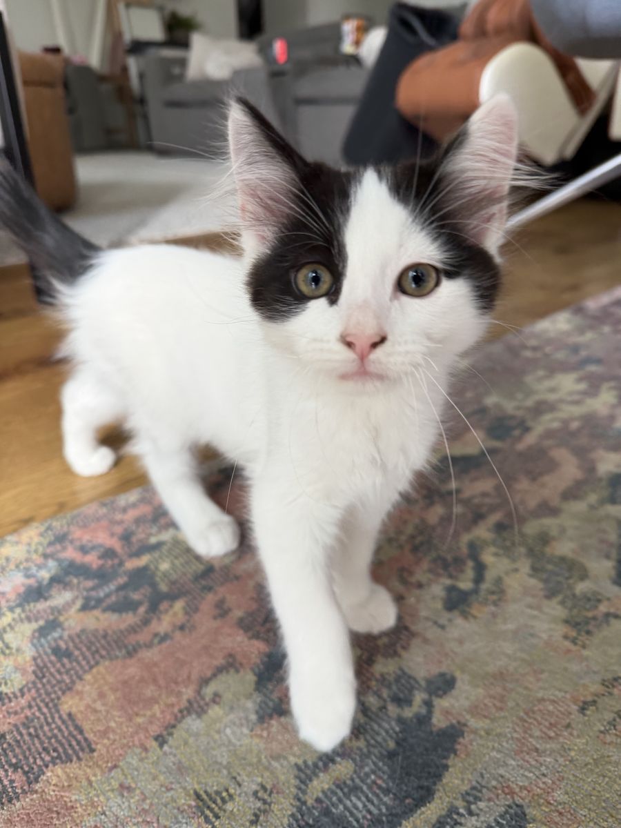 Fluffy Kittens Ready for New Homes!