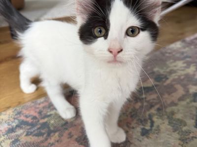 Fluffy Kittens Ready for New Homes!