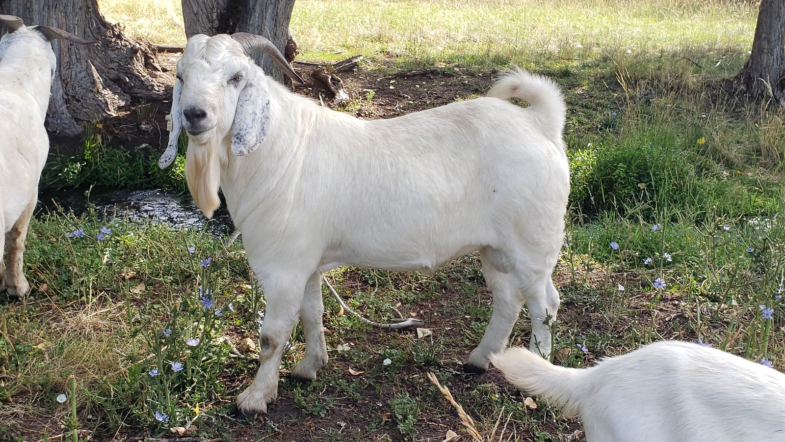 Yearling Fullblood Savanna and Boer Crossbred Bucks
