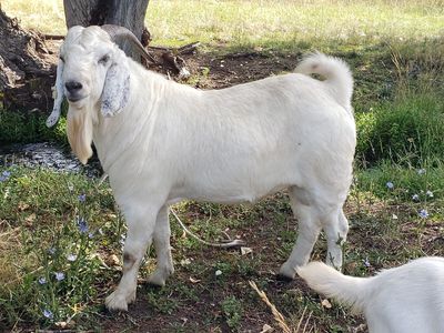 Yearling Fullblood Savanna and Boer Crossbred Bucks