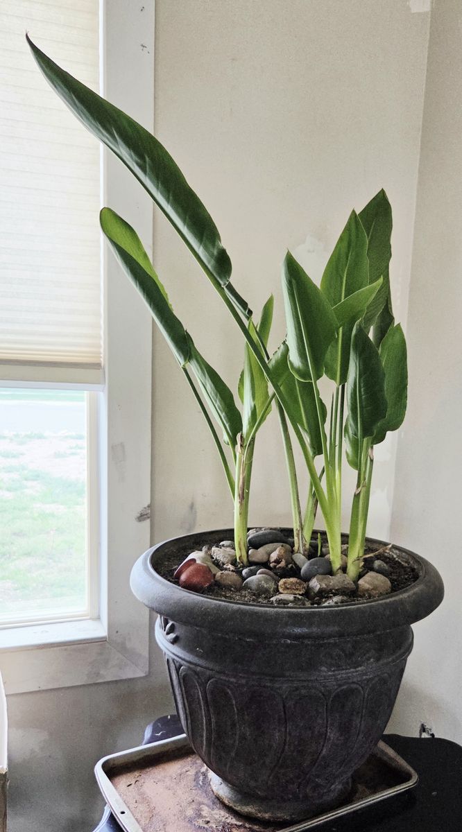 Large Healthy Bird of Paradise in Decorative Planter