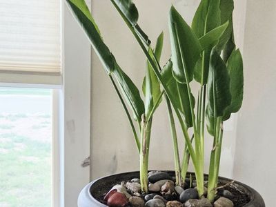 Large Healthy Bird of Paradise in Decorative Planter