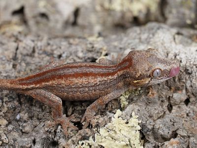 Red stripe gargoyle gecko