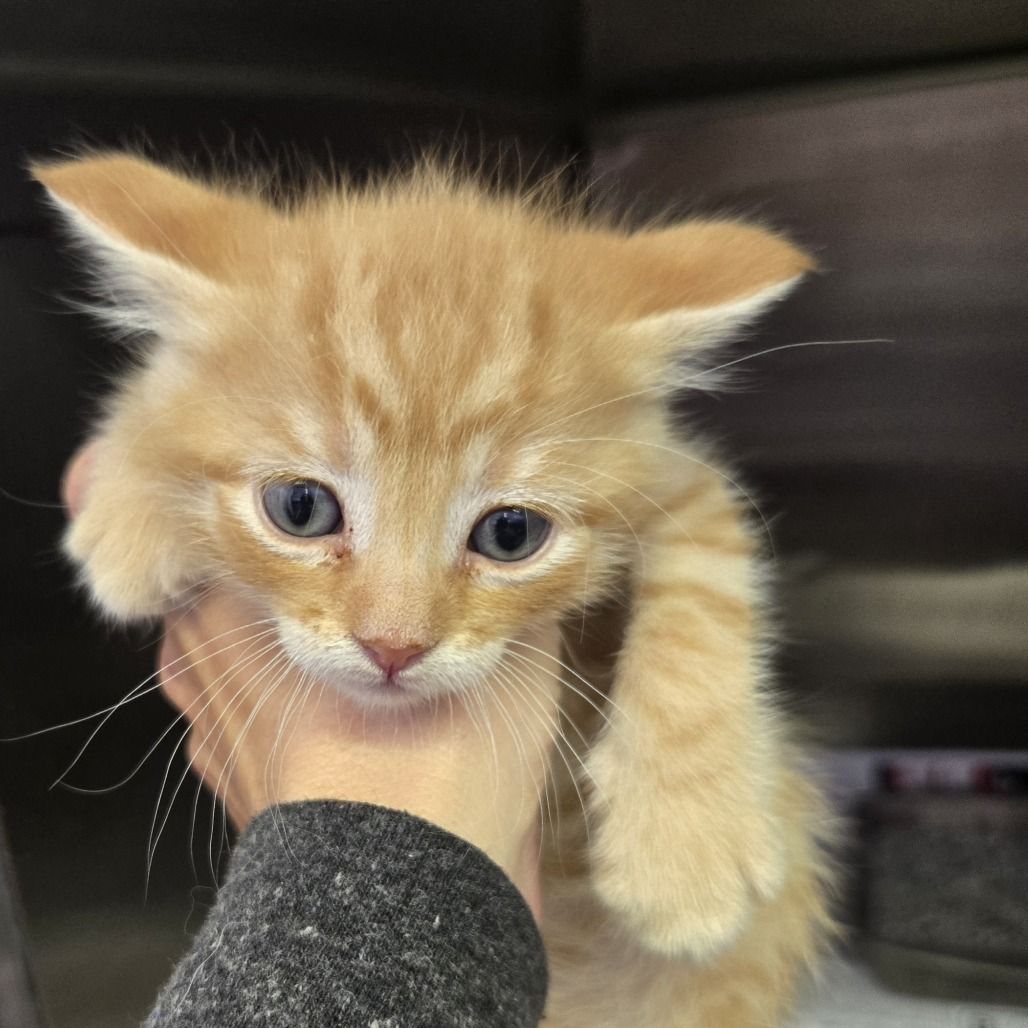Hello my name is Data