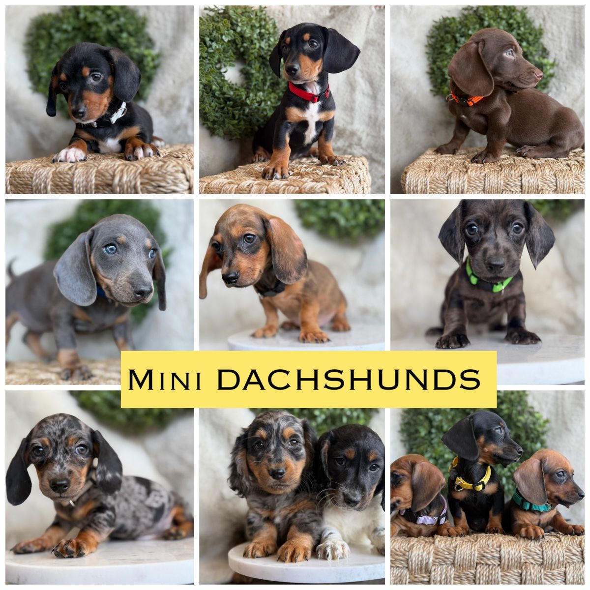 Mini dachshunds