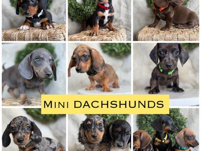 Mini dachshunds