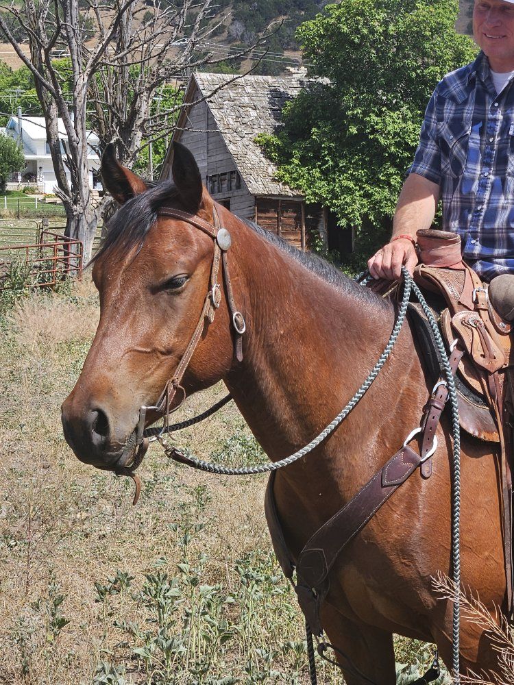 Bay Horse for Sale - Ready for Trail Riding or Ranch Work