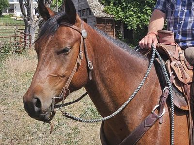 Bay Horse for Sale - Ready for Trail Riding or Ranch Work
