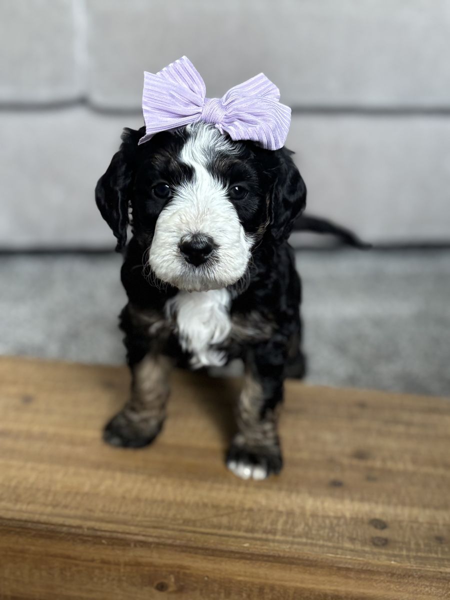 Bernedoodle puppies (GIRLS)