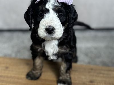 Bernedoodle puppies (GIRLS)
