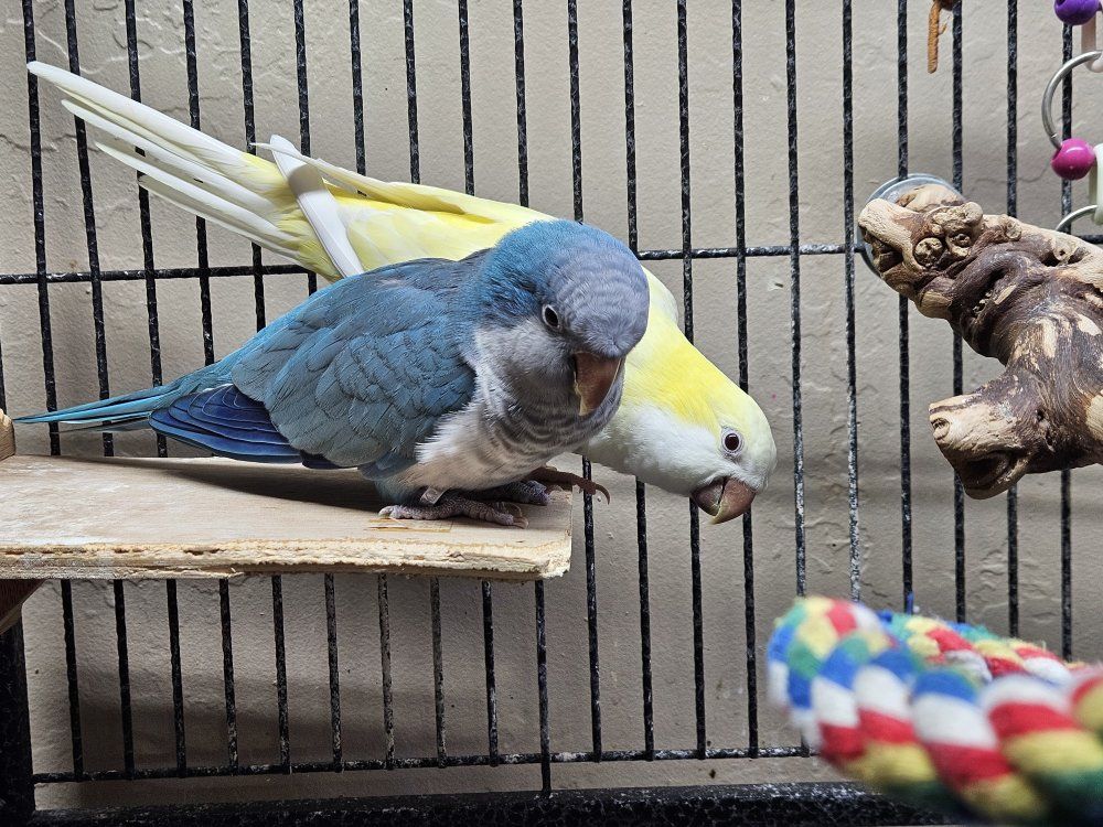 Bonded Pair of Quaker Parrots