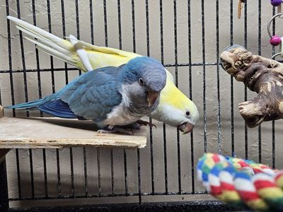 Bonded Pair of Quaker Parrots