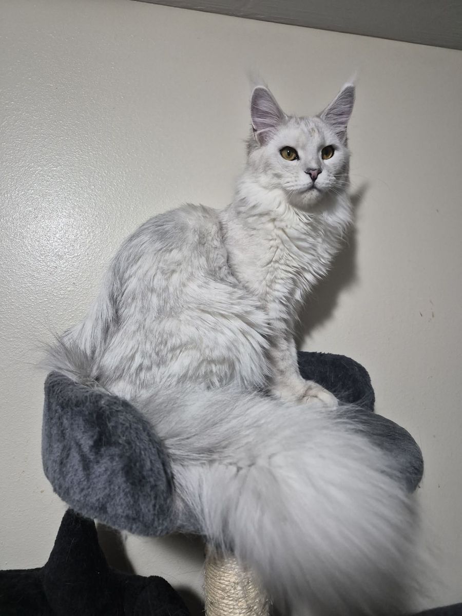 Future Maine coon kittens