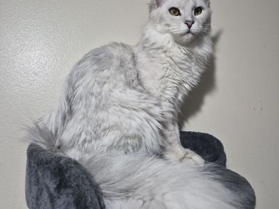 Future Maine coon kittens