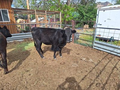 heifer