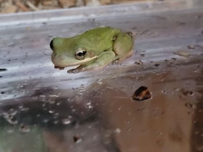 Adorable Green Tree Frog