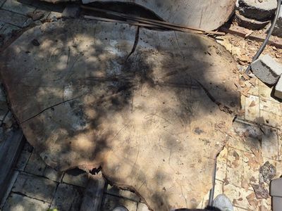 Live Edge Silver Maple Rounds Pile 2, $10 Board Ft