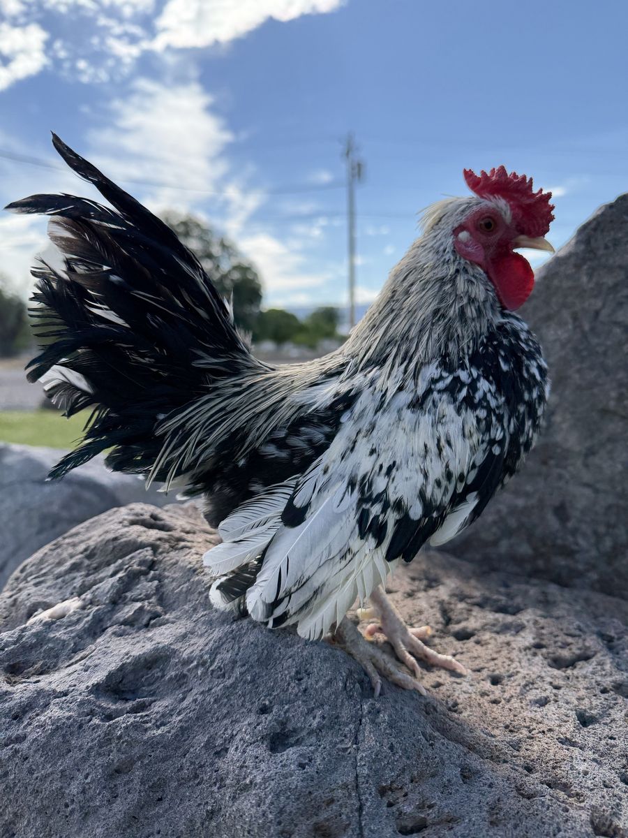 Kikiriki Rooster