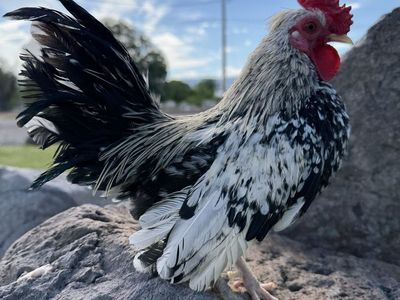 Kikiriki Rooster