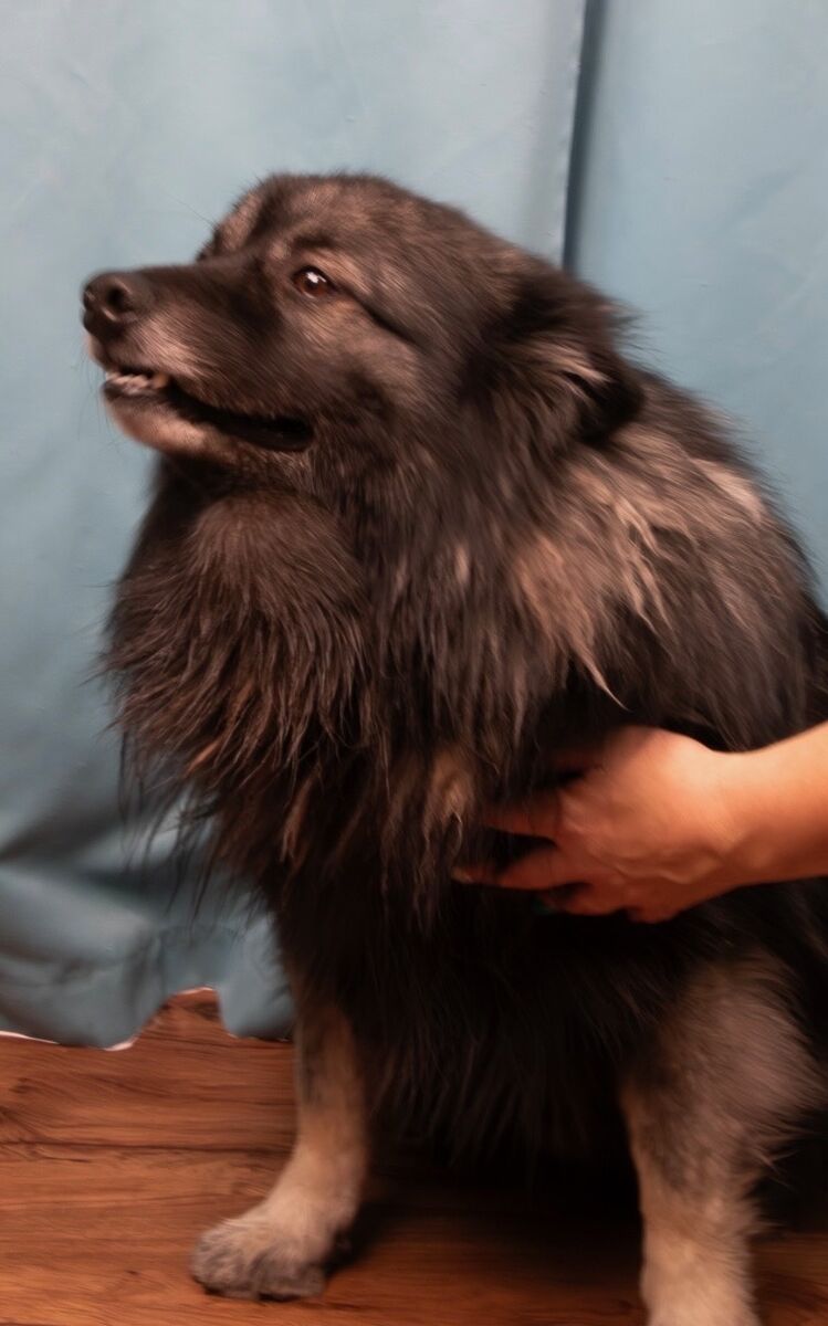 Free Keeshond With Kennel