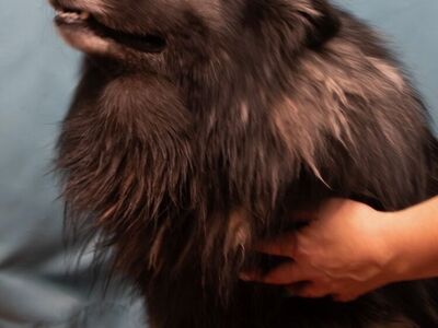 Free Keeshond With Kennel