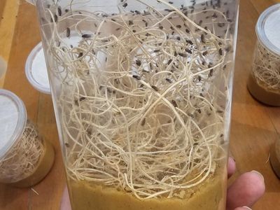 Hydei Flightless Fruit Fly Culture