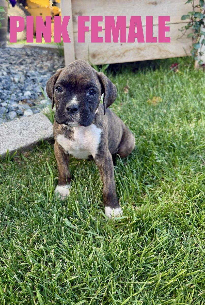Boxer Puppies (Purebred)