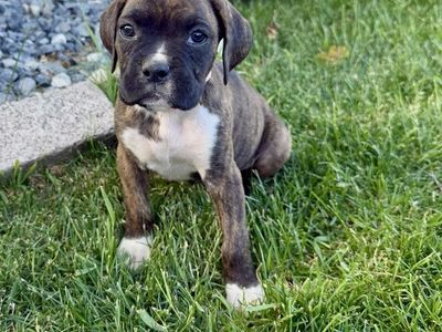 Boxer Puppies (Purebred)