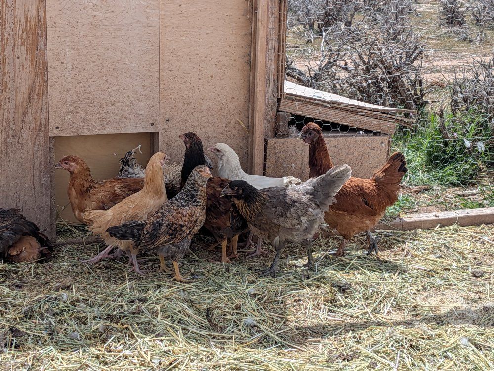 Coop Ready chickens !