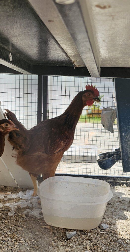 Free sweet little Roo