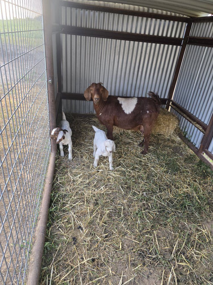 Red boer family