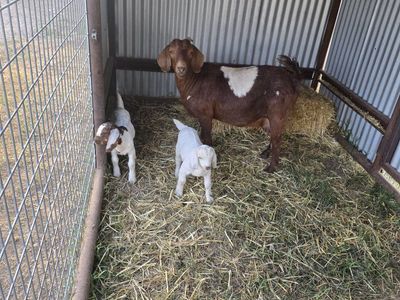 Red boer family
