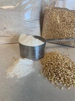 Wheat berries