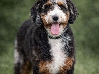 Mini Bernedoodle Tri-color