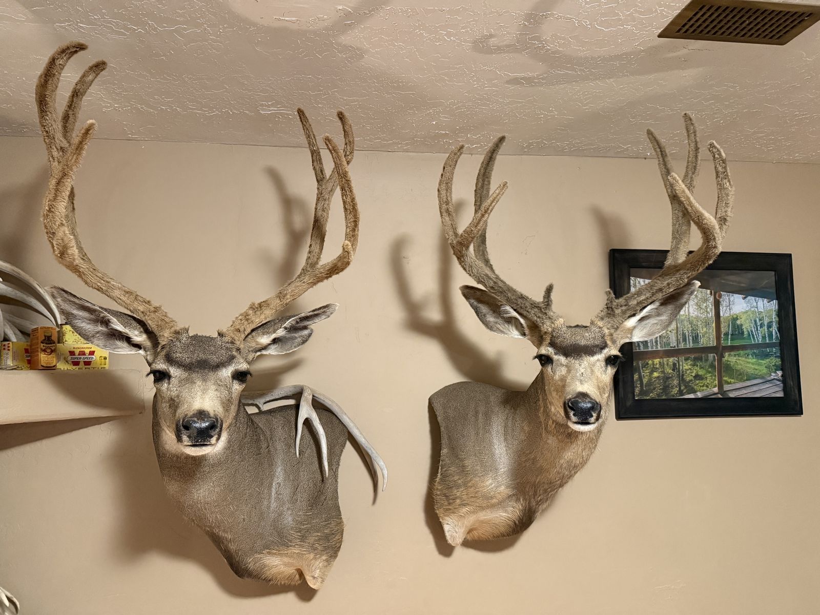 Velvet Wall Pedestal Mule Deer Mounts