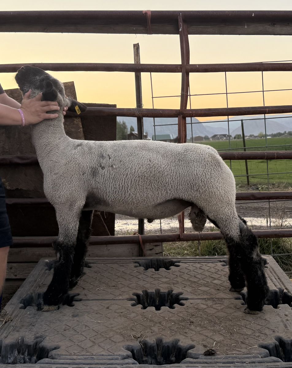 Club Bred Buck / Ram
