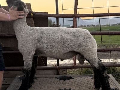 Club Bred Buck / Ram