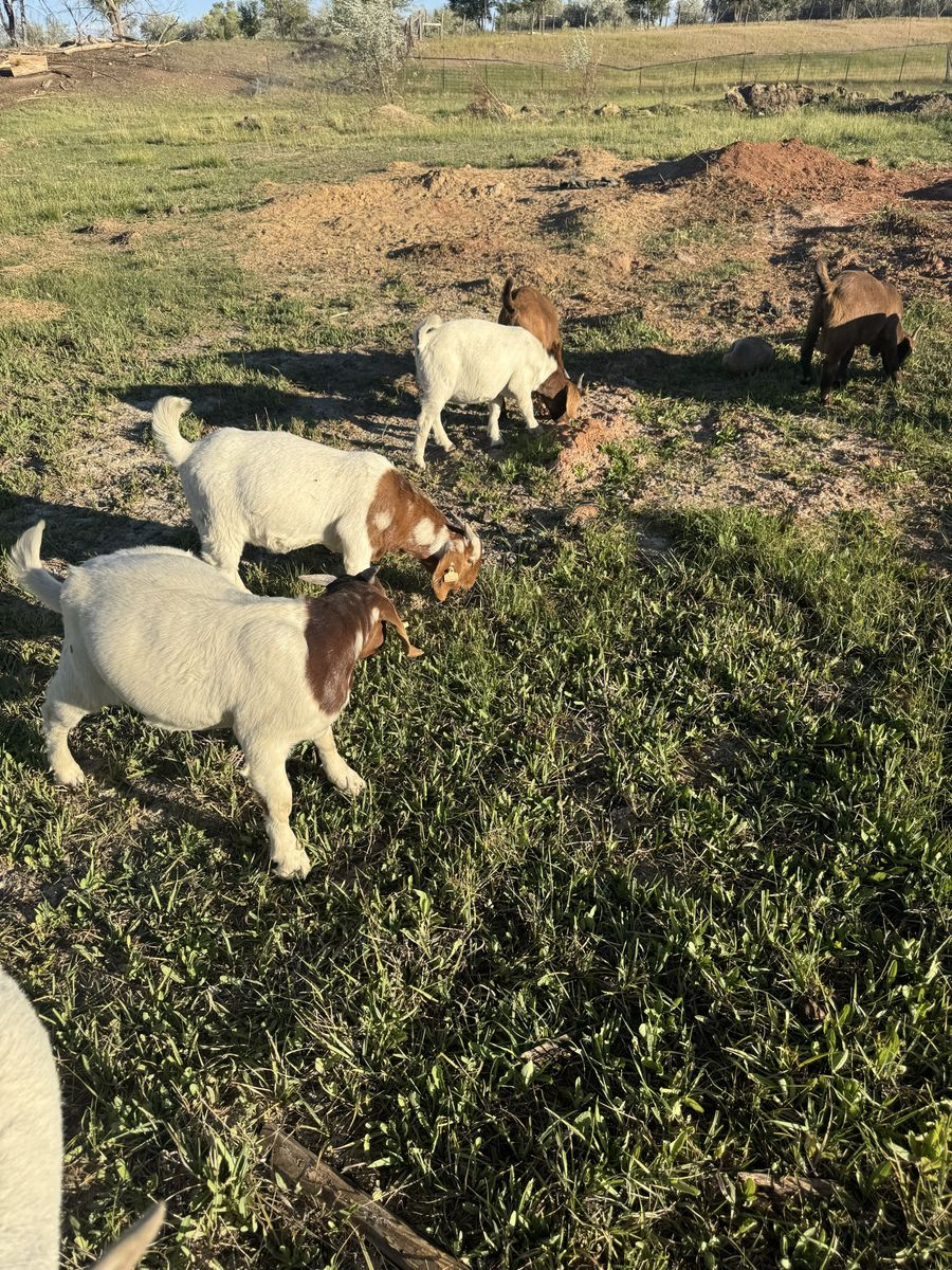 Young boer billies for sale