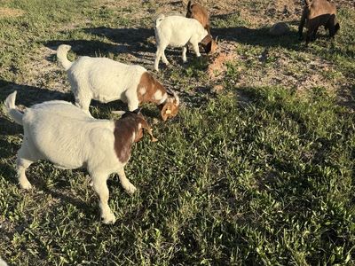 Young boer billies for sale