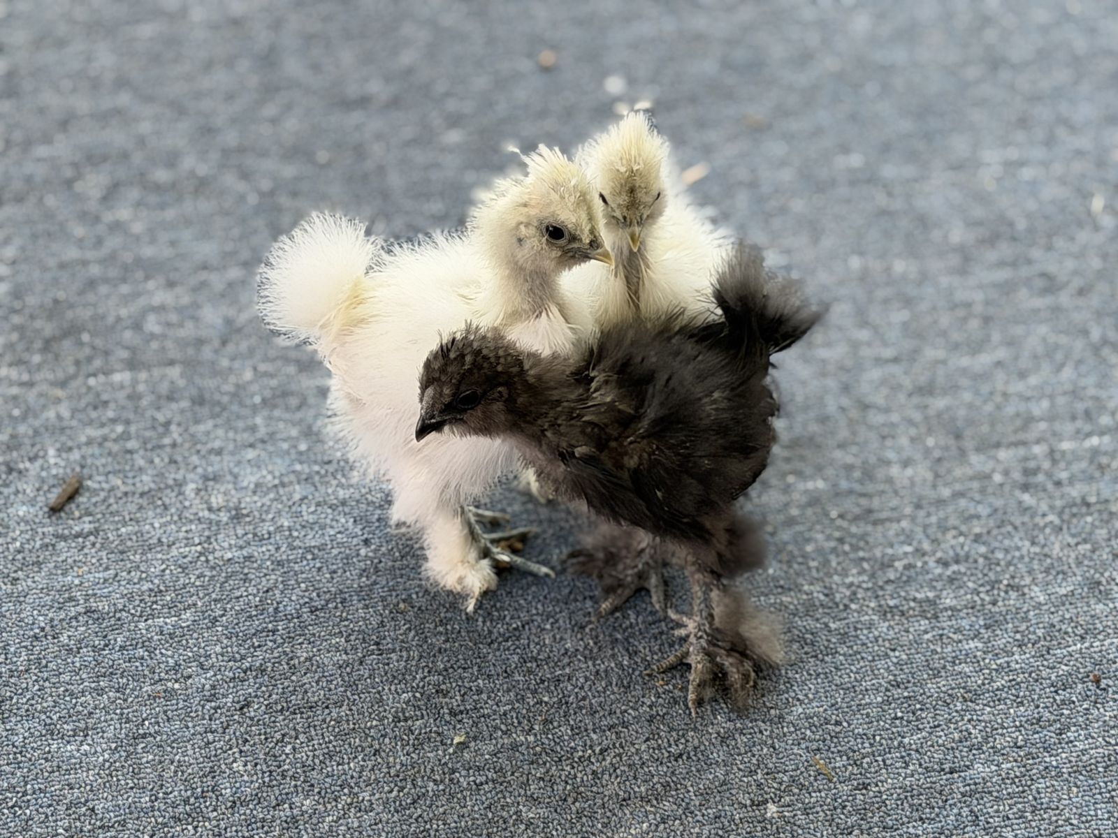 Bearded Silkies, & Ameraucanas – Coop Ready