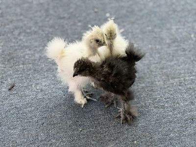 Bearded Silkies, & Ameraucanas – Coop Ready