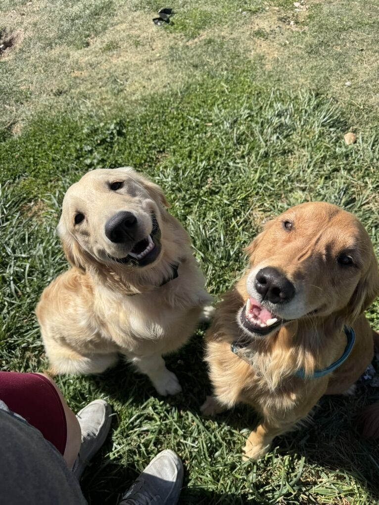 AKC Golden Retriever Puppies